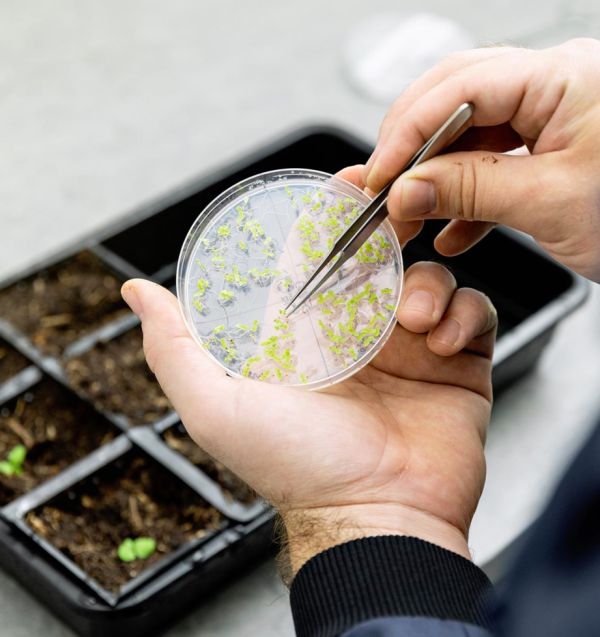 Petri dish and plants