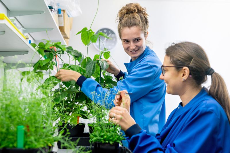Scientists working with plants