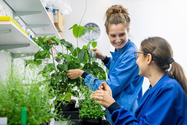 Scientists working with plants