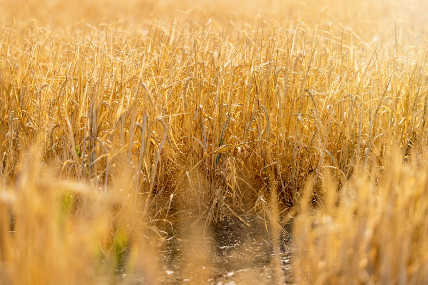 Precision breeding legislation, applications, and implications for the