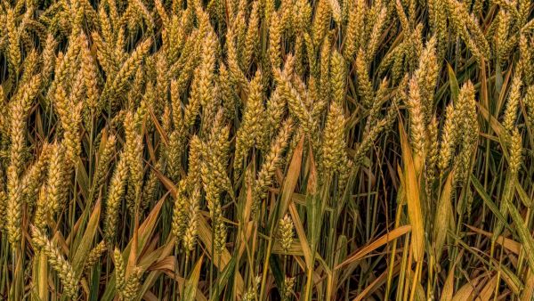 Wheat Field