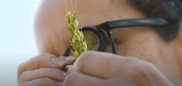 Crop Science Centre - Transforming the way we grow our food