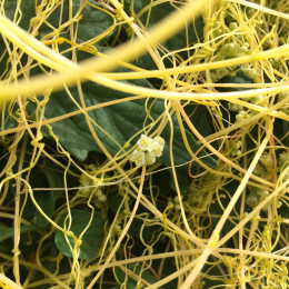 Cuscuta on Tomato