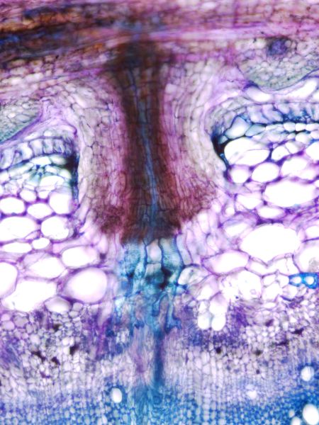 “Longitudinal section of the stem parasitic plant Cuscuta campestris haustorium attached to a tomato stem with vascular connections.”