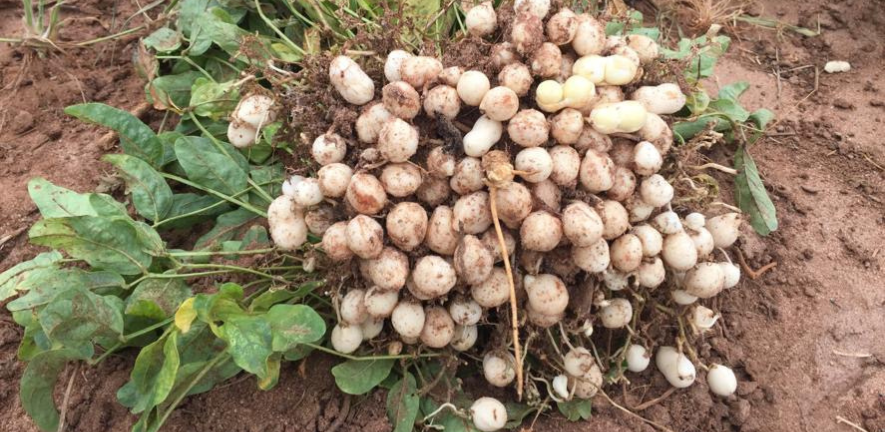 Harvested Bambara groundnut plant with pods. Photo credit: Dr Aloyce Callist Kundy, Tanzania Agricultural Research Institute (TARI) Naliendele, Mtwara.