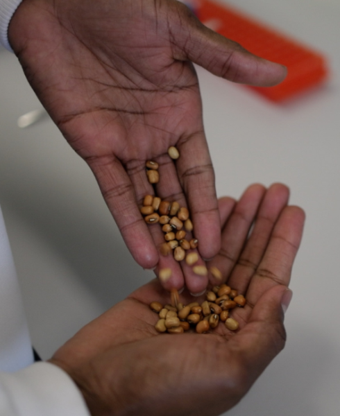 Dr Ahmed Warsame working with cowpea (Vigna unguiculata) at the Crop Science Centre, Cambridge. Filming and images by WebsEdge Science.