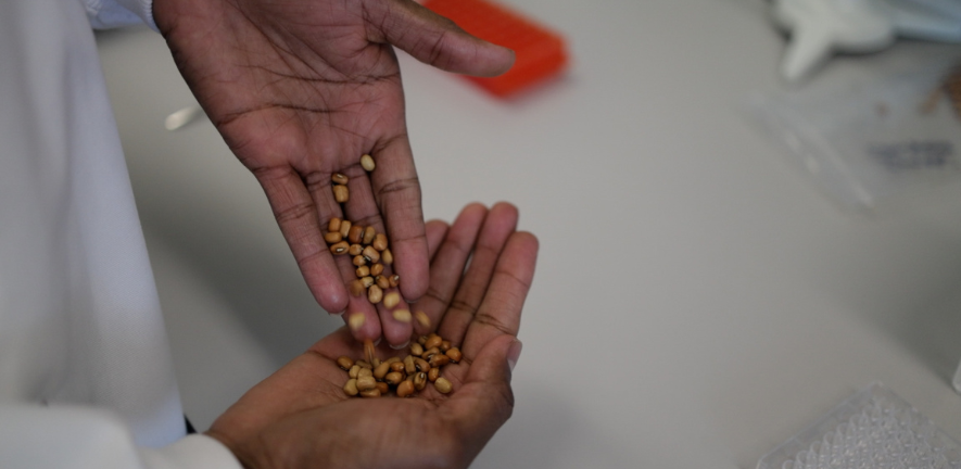 Dr Ahmed Warsame working with cowpea (Vigna unguiculata) at the Crop Science Centre, Cambridge. Filming and images by WebsEdge Science.