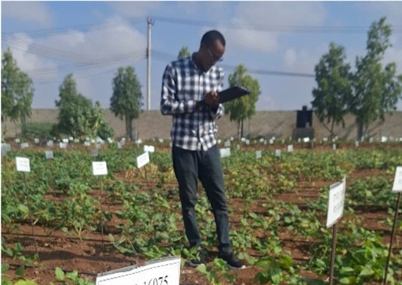Abdulkadir Issak, a research assistant, collects data on the assembled cowpea germplasm in the field at Zamzam University near Mogadishu. Photo: Ahmed O. Warsame