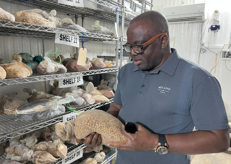 IITA’s Genebank Manager, Dr Olaniyi Oyatomi shows a sample from IITA’s cowpea collection. Photo: Marta Millere/Crop Trust