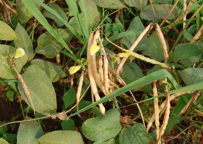 Cowpea pods ready for harvesting. Photo: IITA