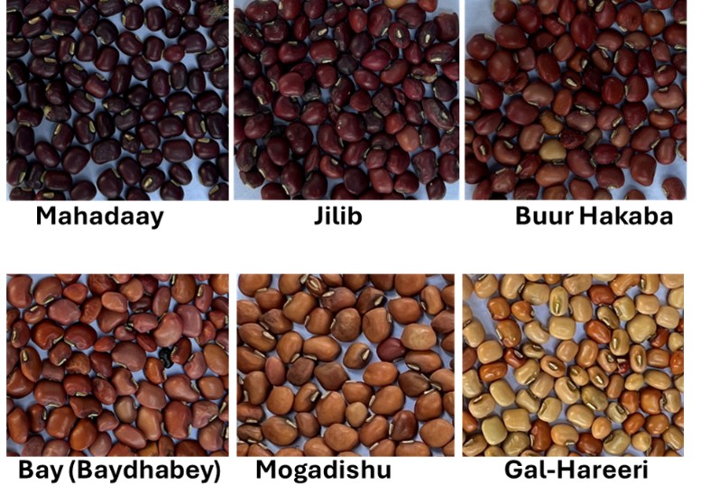 A snapshot of cowpea diversity collected by Warsame’s team across Somalia. Credit: Ahmed Warsame.