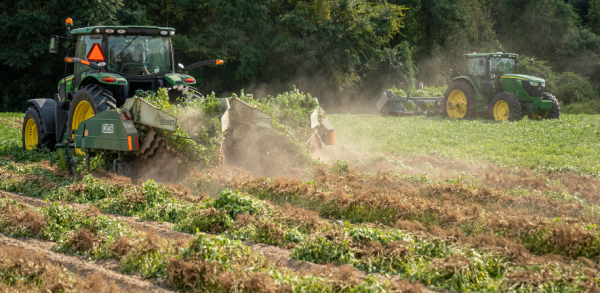 Potato farming by Mark Stebnicki on Pexels.