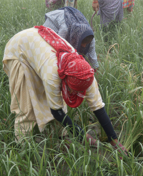 Women farmers in a rice field in India. Credit: Studio Charuau.