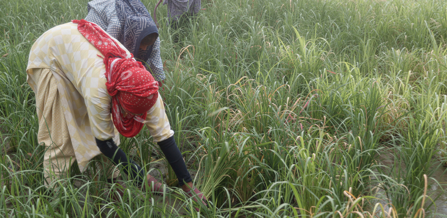 Women farmers in a rice field in India. Credit: Studio Charuau.