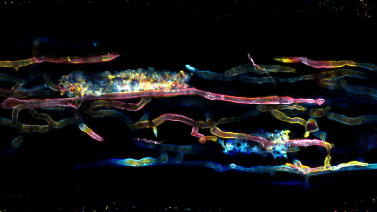 Confocal fluorescence microscope image of arbuscular mycorrhizal fungi inside rice roots. The image is coloured by depth in the root to reveal the 3D structure. Credit: Jen McGaley.
