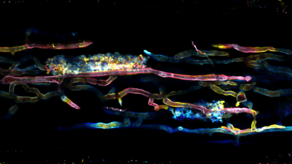 Confocal fluorescence microscope image of arbuscular mycorrhizal fungi inside rice roots. The image is coloured by depth in the root to reveal the 3D structure. Credit: Jen McGaley.
