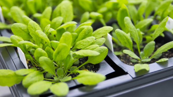 Researchers investigate the function of antenna protein CP26 inside model plant Arabidopsis. Credit: pkujiahe / Getty Images.