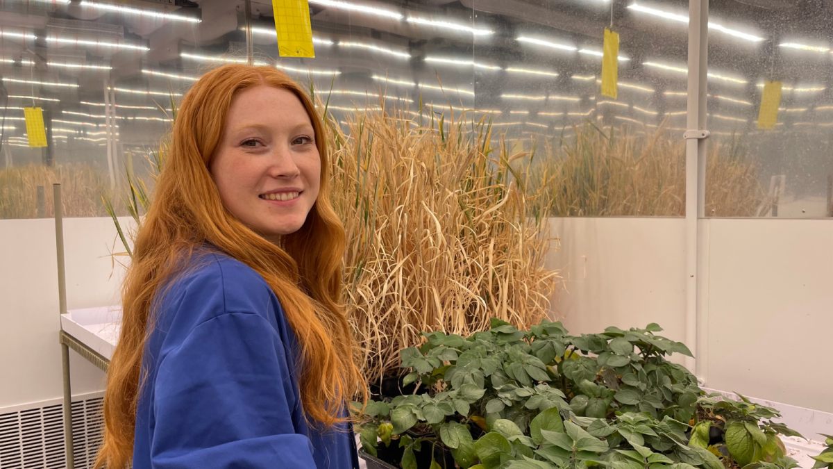 Lauren Eddie at the Crop Science Centre, Cambridge. Credit: University of Cambridge.