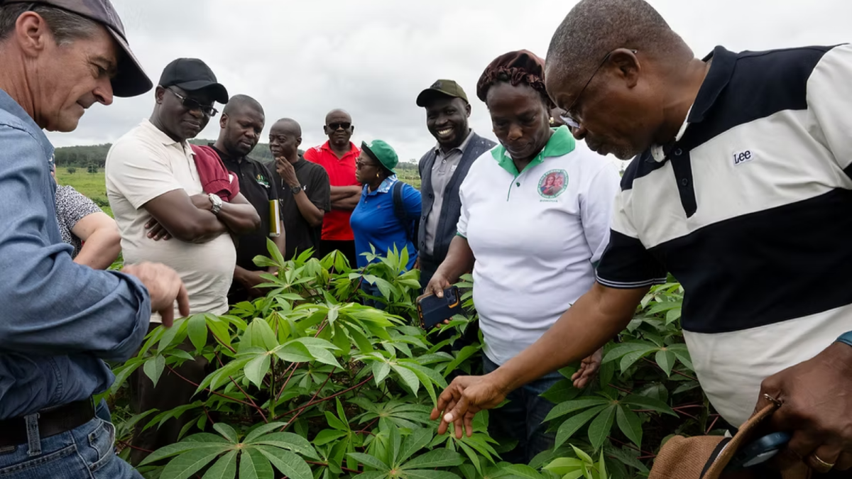 Participants of the Africa Crop Forum 2026 visiting a cassava field outside of Abidjan, Cote d’Ivoire. Credit: Alastair Fyfe.